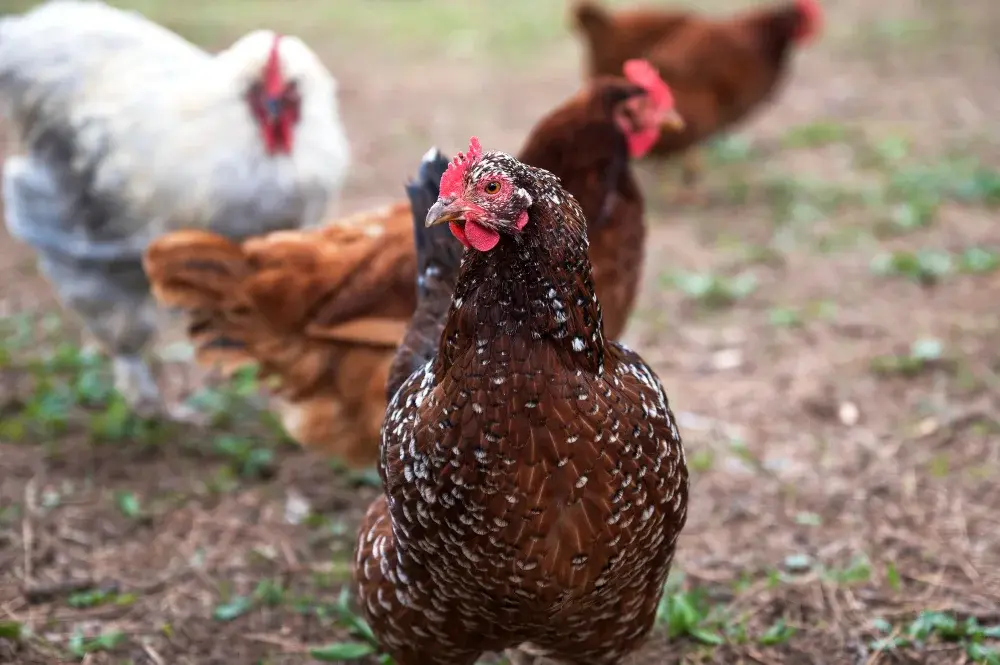 hen